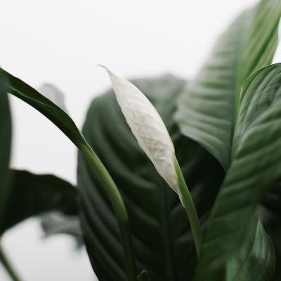 Thee Inn Gu Sayadaw Gyi (Episodes# 43)