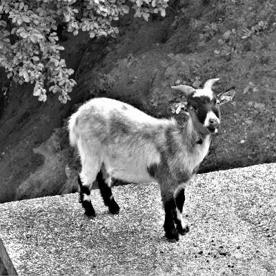 S01E06 - Aisling Carroll: Hair Rocks, How she started and what's next for Hair Rocks