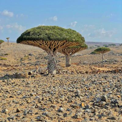 syndae - episode 781 syndae - episode 781