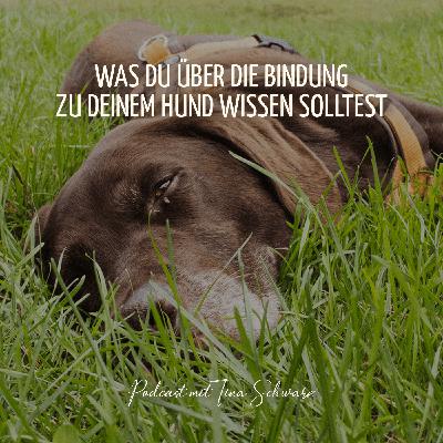 Was du über die Bindung zu deinem Hund wissen solltest Was du über die Bindung zu deinem Hund wissen solltest
