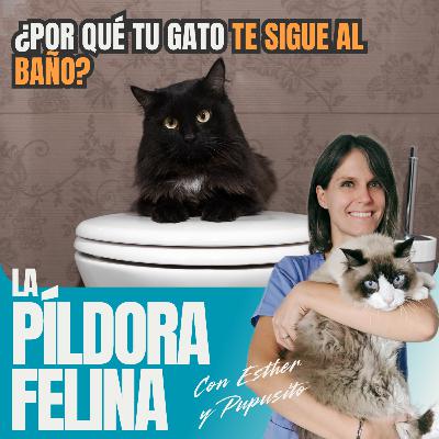 509. ¿Por qué tu gato TE SIGUE AL BAÑO?