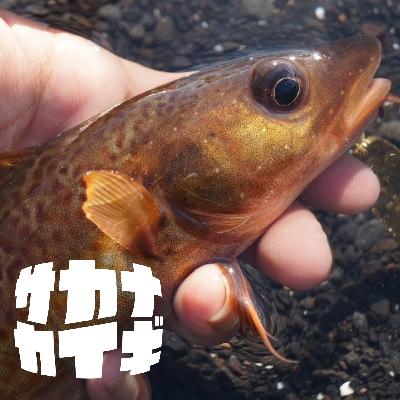 アイスランド :: 「火と氷の国」で釣ってきた~最果てフィッシング話〈タビニッキ〉