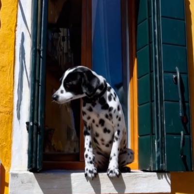 Sora: Geht Social Media vor die KI-Hunde?