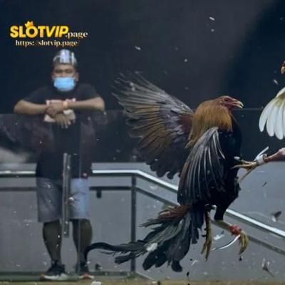 Cockfighting Cockfighting