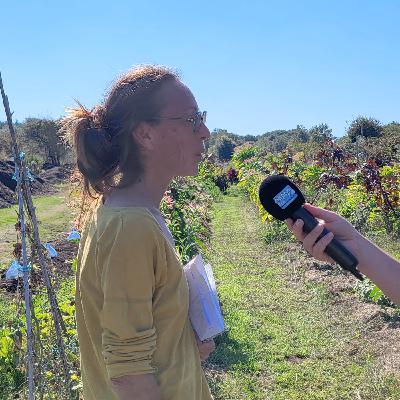 Sur l’île d’Yeu : Les jardins des Perdrettes produisent de plantes médicinales et aromatiques.