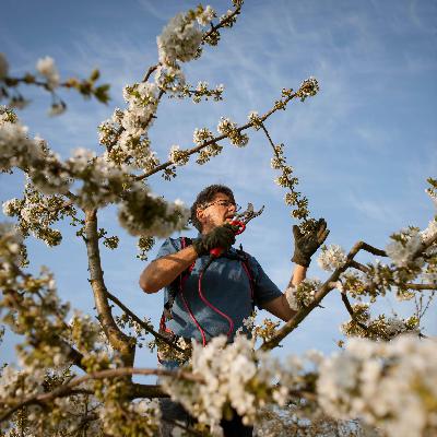 Roland Schmitt: Obstbauer aus der Fränkischen Schweiz über Artenreichtum, Äpfel und Streuobstwiesen