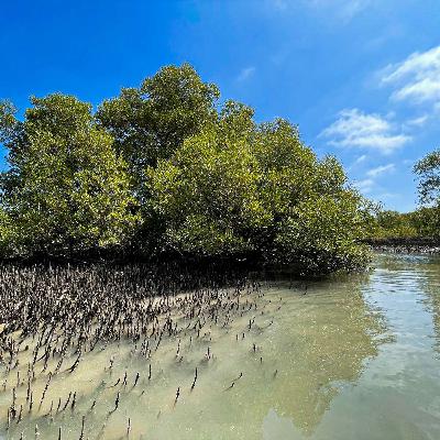 Rewilding Karachi: Mahera Omer