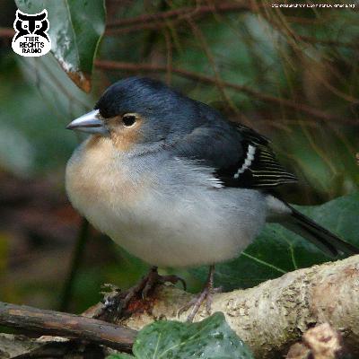 Der Singvogelfang aus juristischer Sicht