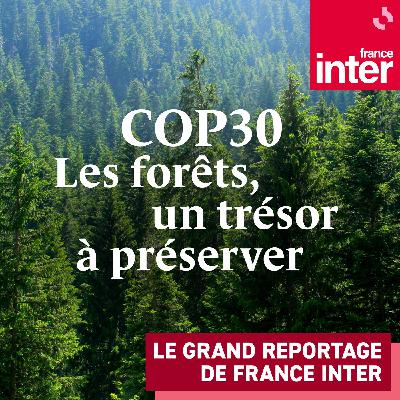 COP 30 : les forêts, un trésor à préserver 1/5 : La dernière forêt primaire en Europe, une frontière sous tension