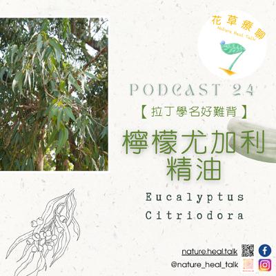 Ep24【拉丁學名好難背】「檸檬尤加利」精油:清新不嗆鼻,天然防蚊、 舒緩筋骨,與眾不同帶著檸檬香氣的尤加利樹 Ep24【拉丁學名好難背】「檸檬尤加利」精油:清新不嗆鼻,天然防蚊、 舒緩筋骨,與眾不同帶著檸檬香氣的尤加利樹