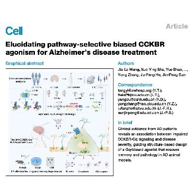 323-CCKBR Gq偏向激动剂治疗阿尔茨海默病