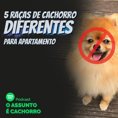 6 Raças de Cachorro Diferentes para Apartamento 6 Raças de Cachorro Diferentes para Apartamento