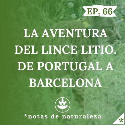 La aventura del lince Litio. De Portugal a Barcelona. #66