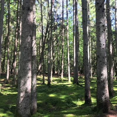 Raus in den Wald