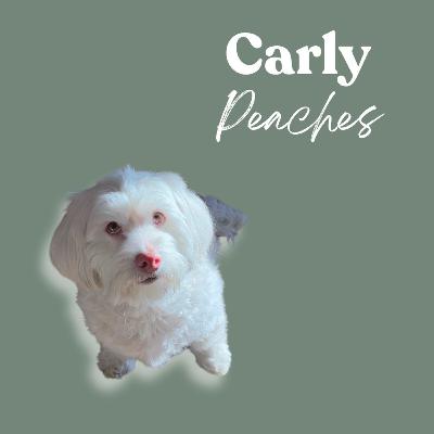 Heat, Heartbreak, and a Pink-Nosed Maltipoo: A Soul Pet Story Heat, Heartbreak, and a Pink-Nosed Maltipoo: A Soul Pet Story