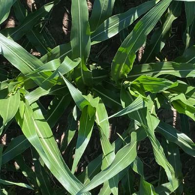 Selecting Corn Fields for Harvest by Stalk Strength | Season 2 Episode 11