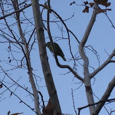Morning Glory Binghi bird Chant