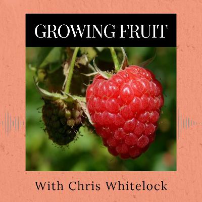 Episode 362: Growing Fruit Episode 362: Growing Fruit