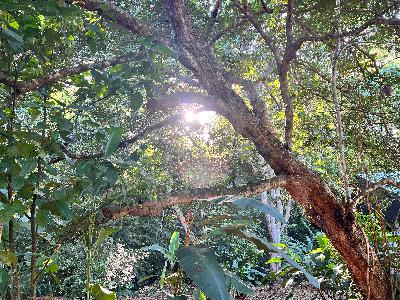 Meet the Osa Tree Sanctuary