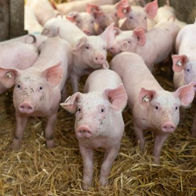 Mission klimaneutral - Thema Landwirtschaft