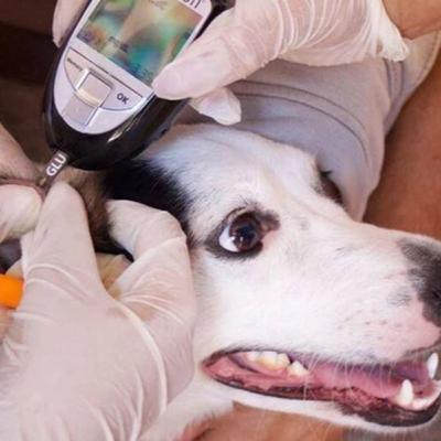 Diabetes em cães e gatos: O que todo tutor precisa saber Diabetes em cães e gatos: O que todo tutor precisa saber