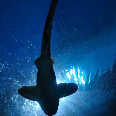 Die Legende von Blackwater