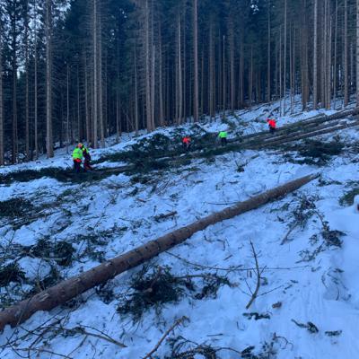 Podcast about felling a tree