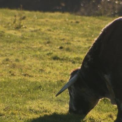 Potential Bluetongue outbreak after more suspected cases in Co. Down