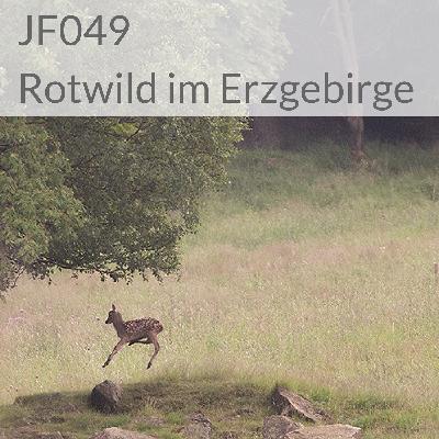 JF049 Rotwild im Erzgebirge JF049 Rotwild im Erzgebirge