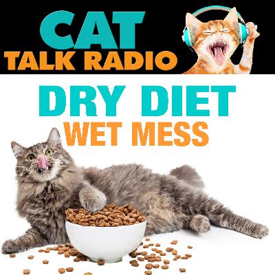 Dry Diet, Wet Mess: The Double Danger Lurking in Your Cat's Bowl