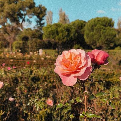 retiro park thoughts