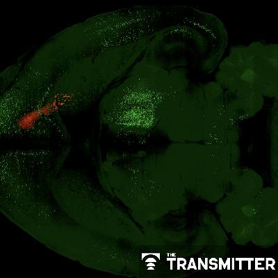 Psilocybin rewires specific mouse cortical networks in lasting ways Psilocybin rewires specific mouse cortical networks in lasting ways