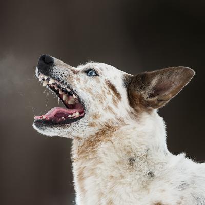 84. My Reactive Dog Flipped Out- Now What?