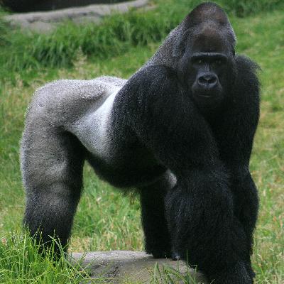 Do gorillas belong in zoos?