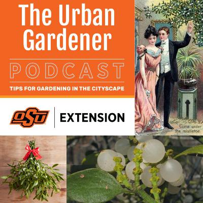Episode 55: Mysteries of Mistletoe