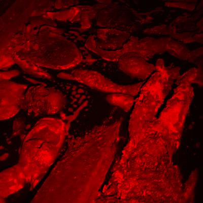 COISAS BIZARRAS E PERTURBADORAS NA INTERNET