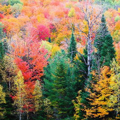 Thanksgiving Bonus! Thanksgiving Bonus!