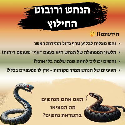 הנחש ורובוט החילוץ