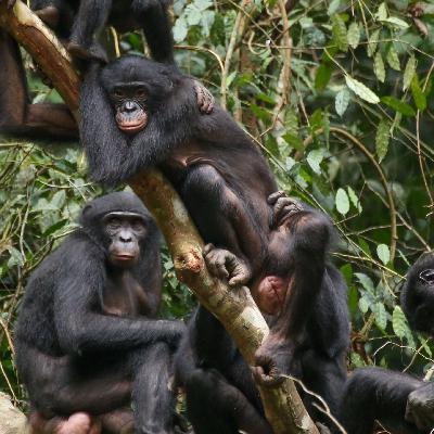 Bonobos' Powerful Sisterhood