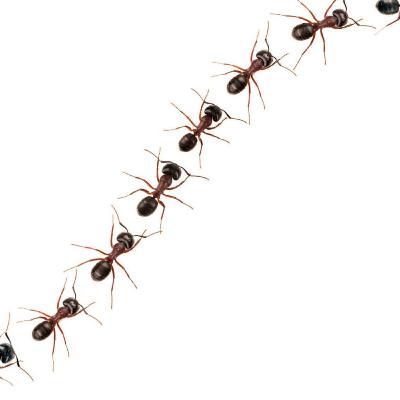 ¡Salvemos a las hormigas!