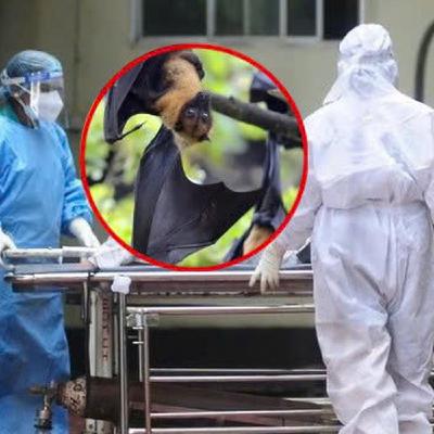 Chuyên gia y tế nói gì về nguồn gốc và khả năng lây nhiễm của vi rút Nipah? Chuyên gia y tế nói gì về nguồn gốc và khả năng lây nhiễm của vi rút Nipah?