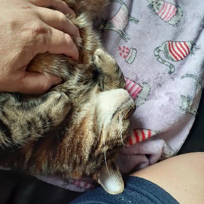 Episode 4: Mystical, magical fur babies! Episode 4: Mystical, magical fur babies!