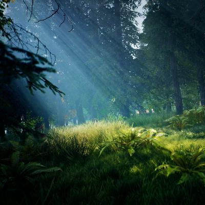 Quiet Spring Woods
