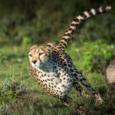 ?מה זה דיזיין ספרינט ואיך הוא קשור לחשיבה עיצובית