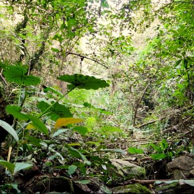 little forest bossa 小森林巴莎 (music)