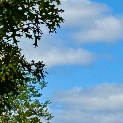 Protecting wildlife from rodenticide poisoning