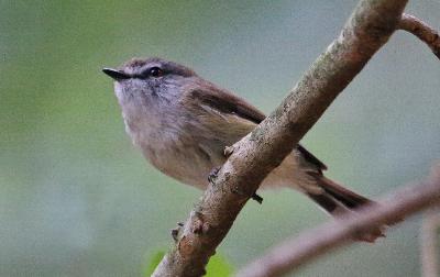 Small and Fast – Ger-ig-on-ee Ger-ig-on-ee