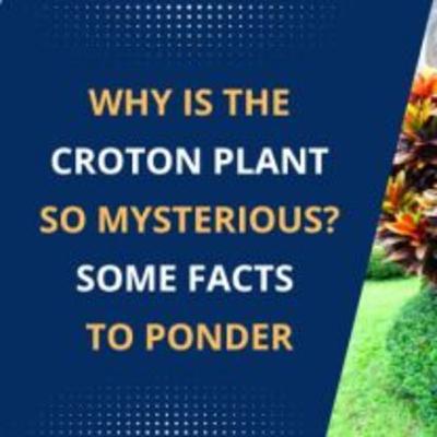 Why is the Croton Plant So Mysterious? Some Facts to Ponder