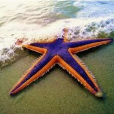Reflexão - Estrelas do mar com a professora Isolda 💭
