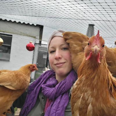 Zwerg-Plymouth Rocks - Rasseportrait #24